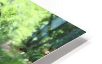 IMG 1822 HD Metal print