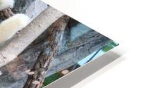 IMG 1938 HD Metal print