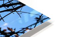 IMG 2076 HD Metal print