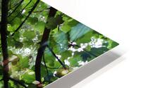 IMG 2335 HD Metal print