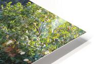 IMG 2487 HD Metal print
