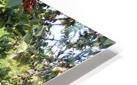 IMG 2457 HD Metal print