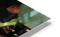 IMG 2497 HD Metal print
