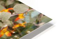IMG 2594 HD Metal print