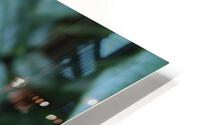 IMG 2502 HD Metal print