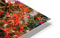 IMG 2557 HD Metal print