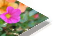 IMG 2525 HD Metal print