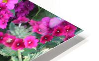 IMG 2536 HD Metal print