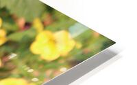 IMG 2537 HD Metal print