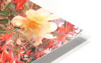 IMG 2577 HD Metal print
