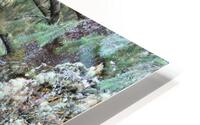 IMG 2521 HD Metal print
