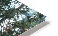 IMG 2507 HD Metal print