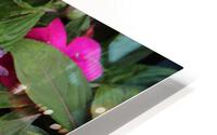 IMG 2503 HD Metal print