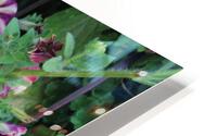 IMG 2546 HD Metal print
