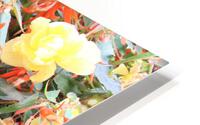 IMG 2581 HD Metal print