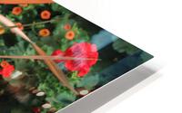 IMG 2587 HD Metal print