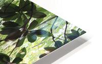 IMG 2610 HD Metal print