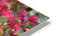 IMG 2677 HD Metal print