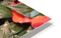 IMG 2659 HD Metal print