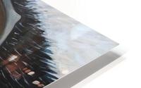 IMG 2698 HD Metal print