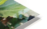 IMG 2656 HD Metal print