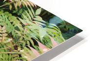 IMG 2630 HD Metal print