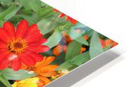 IMG 2700 HD Metal print