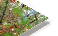 IMG 2645 HD Metal print