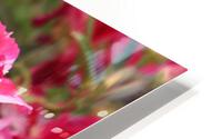 IMG 2673 HD Metal print
