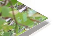 IMG 2705 HD Metal print