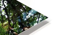 IMG 2788 HD Metal print