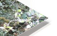 IMG 2772 HD Metal print