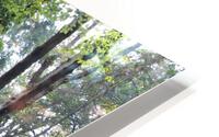 IMG 2871 HD Metal print