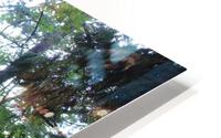 IMG 2866 HD Metal print