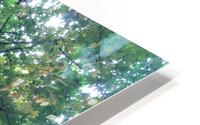 IMG 2847 HD Metal print