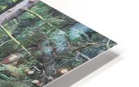 IMG 2811 HD Metal print