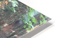 IMG 2814 HD Metal print