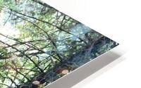 IMG 2869 HD Metal print