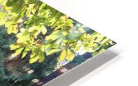 IMG 2888 HD Metal print