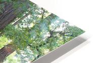 IMG 2850 HD Metal print