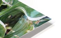 IMG 2892 HD Metal print
