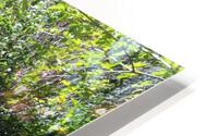IMG 2949 HD Metal print