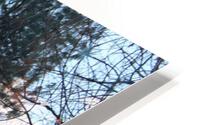 IMG 2958 HD Metal print