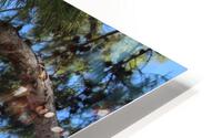 IMG 3131 HD Metal print