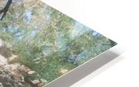 IMG 3325 HD Metal print