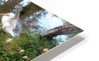 IMG 3775 HD Metal print