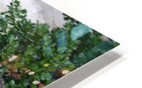 IMG 3767 HD Metal print