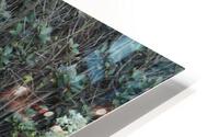 IMG 3765 HD Metal print