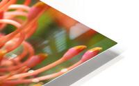 IMG 3872 HD Metal print