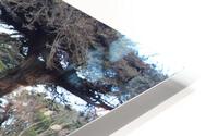 IMG 3893 HD Metal print